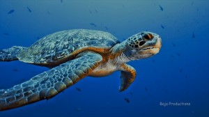 Baja California Sea Turtle Adventure Loreto BCS Mexico