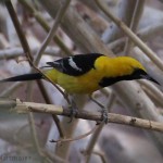 Yellow Cardinal Loreto BCS Mexico